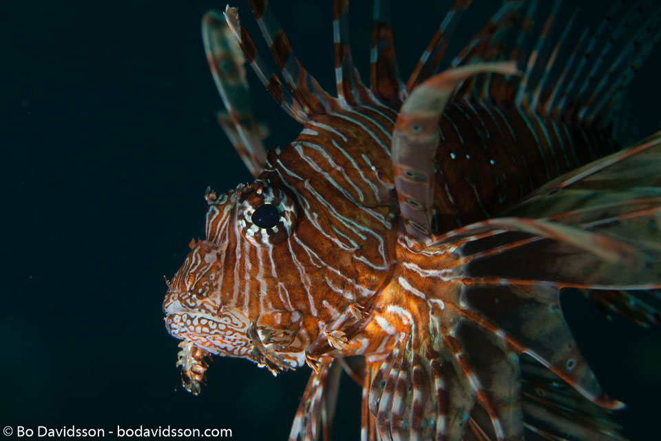 BD-130711-Maldives-0256-Pterois-miles-(Bennett.-1828)-[Devil-firefish.-Drakfisk].jpg